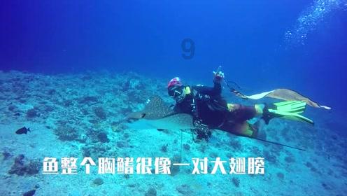 冲击四强席位！2024澳网1/4决赛，郑钦文将战卡林斯卡娅